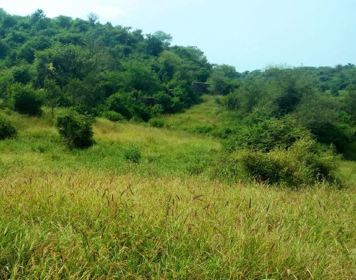 Tilpath Valley Biodiversity Park