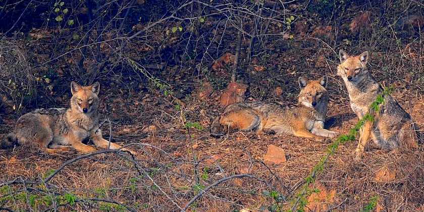 Aravalli  Biodiversity Park