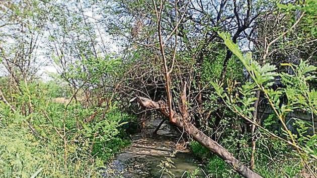 Kalindi biodiversity park